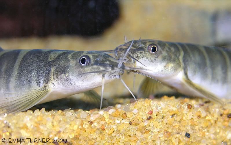 Nemacheilus selangoricus (?) Loaches Online Forum